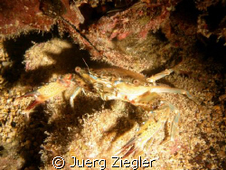 Crab during night dive by Juerg Ziegler 